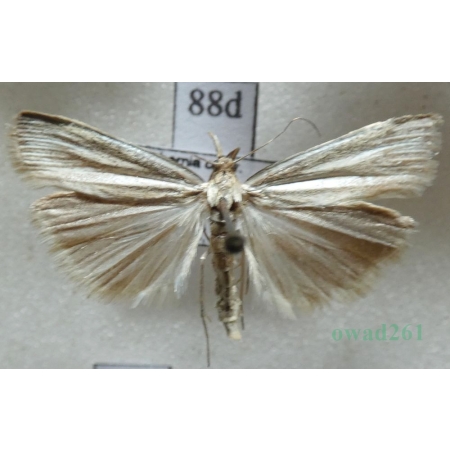 Crambus perlella (Scopoli, 1763) Wachlarzyk perłowy Czech88d